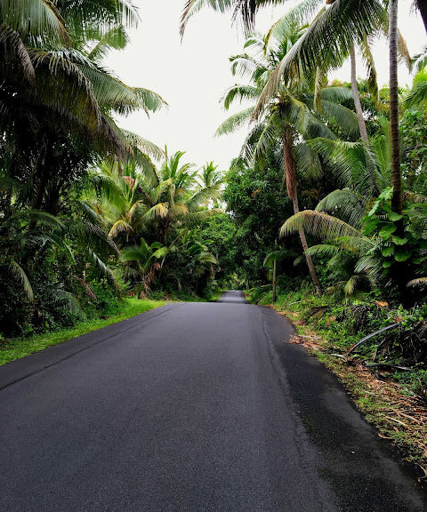 where the frogs sing coqui