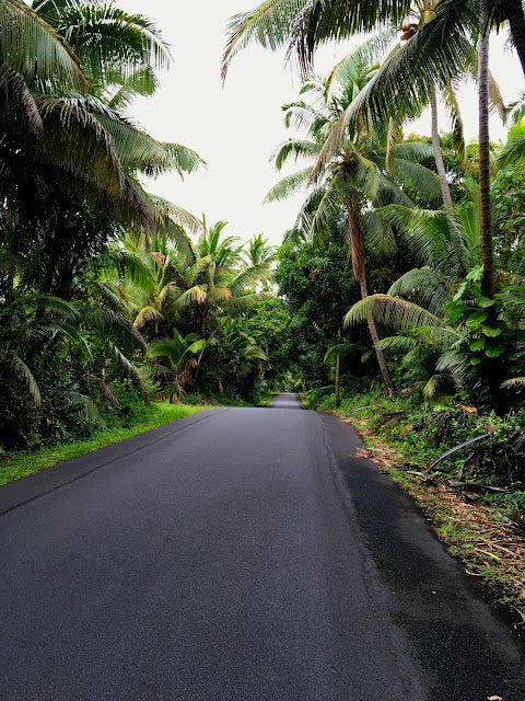 where the frogs sing coqui